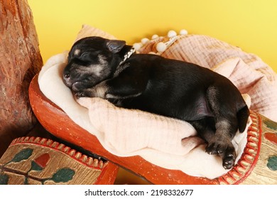 Newborn Puppy Asleep In A Dutch Wooden Clog