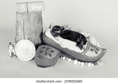 Newborn Puppy Asleep In A Dutch Wooden Clog