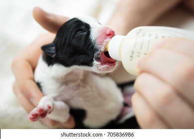 1000 Newborn Puppy Stock Images Photos Vectors Shutterstock