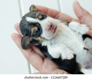 Newborn Puppy Dog