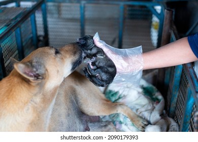 Newborn Puppy In The Hands Of A Dog Doctor