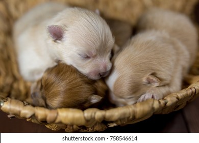 ポメラニアン 赤ちゃん の画像 写真素材 ベクター画像 Shutterstock