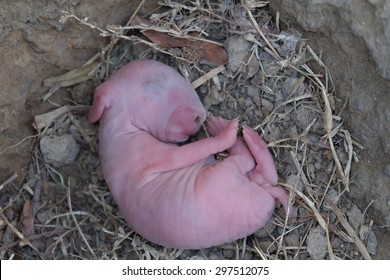 Newborn Rabbits