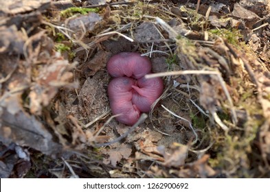 Newborn Rats In Nest. Fauna Of Ukraine.