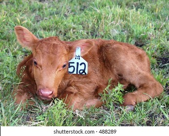 Newborn Red Angus Calf