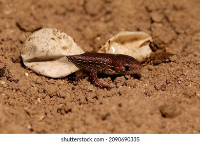 Newborn Sand Lizard (Lacerta Agilis) Is Hatching From The Egg.