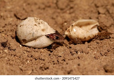 Newborn Sand Lizard (Lacerta Agilis) Is Hatching From The Egg.