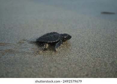  A newborn sea turtle crawling across the sand, heading towards the ocean. The image represents the spirit of survival and the beauty of nature. - Powered by Shutterstock