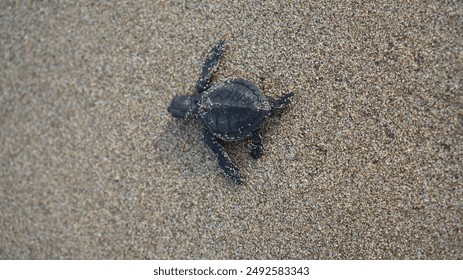 A newborn sea turtle crawling across the sand, heading towards the ocean. The image represents the spirit of survival and the beauty of nature. Ideal for themes of wildlife, nature, and exploration. - Powered by Shutterstock