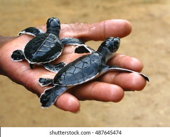 Newborn sea turtles in the hands of staff, Ceylon
