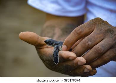 Newborn Sea Turtule Rescued, In Hands Of Conservationist