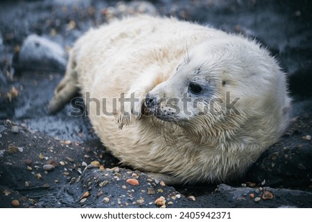 Newborn seal with white fur on a rock