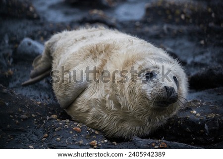 Newborn seal with white fur on a rock