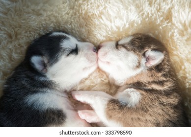 Family Sleeping Pussy - Bilder, stockfoton och vektorer med Pussy Kiss | Shutterstock