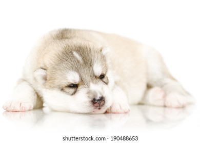 Newborn Siberian Husky Puppy Age 14 Stock Photo (Edit Now) 190495310