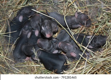 Newborn Sliced Domestic Rabbits