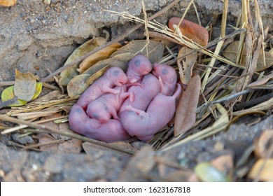 Newborn Small Rats Sleep Together In The Nest.