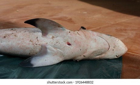 Newborn Spinner Shark Carcharhinus Brevipinna With Umbilical Cord