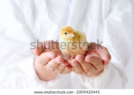 Newborn turkey in the hands. On a white background