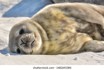 Newborn Weddell Seal Pup In Antartica