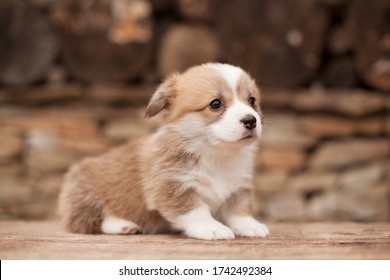 Newborn Welsh Corgi Pembroke Puppy