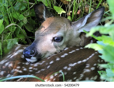 Newborn Whitetail Deer Fawn Curled Hiding Stock Photo 54200479 