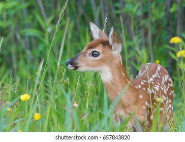 Newborn Whitetail Fawn