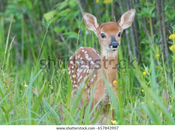 Фиалка hunters whitetail fawn фото