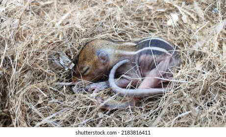 Newborn Wild Chipmunk Squirrel Baby With Brown Skin And White Stripes Sleeping Isolated On Drey Or Nest Made Of Dry Twigs. Beautiful Small Cute And Adorable Eastern Indian Rodent Close Up Macro View.