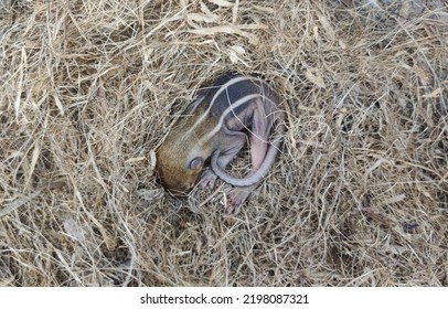 Newborn Wild Chipmunk Squirrel Baby With Brown Skin And White Stripes Sleeping Isolated On Drey Or Nest Made Of Dry Twigs. Beautiful Small Cute And Adorable Eastern Indian Rodent Close Up Macro View.