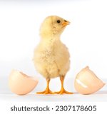 Newborn yellow chick on a white background. Chick hatched from eggshell