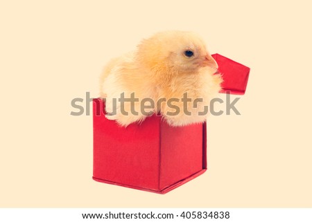Newborn yellow chick in a red box on a white background