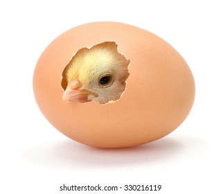 Newborn yellow chicken hatching from egg