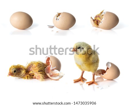 Newborn Yellow chicken hatching from egg on white background