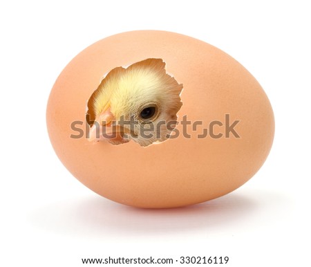 Newborn yellow chicken hatching from egg