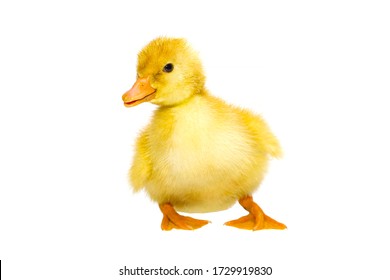 Yellow Ducklings High Res Stock Images Shutterstock