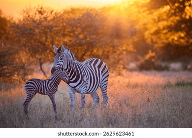 Newborn zebra taking first steps beside its mother in golden savanna light, Nxai Pan, Botswana. Ideal for: wildlife birth moments, African safari visuals, nature documentaries. 