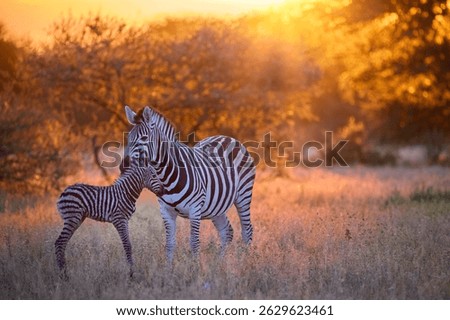 Newborn zebra taking first steps beside its mother in golden savanna light, Nxai Pan, Botswana. Ideal for: wildlife birth moments, African safari visuals, nature documentaries. 