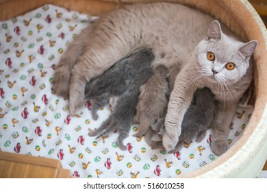 newborns british kittens