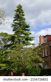 Newcastle Upon Tyne, UK - May 11th, 2022: Large Evergreen Tree Dominating A UK Street In A Suburban Setting, Indicative Of An Established Neighborhood. 