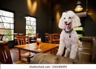 Newcastle upon tyne - Tyne & Wear - England - 10/18/19 - Dog in a pub
