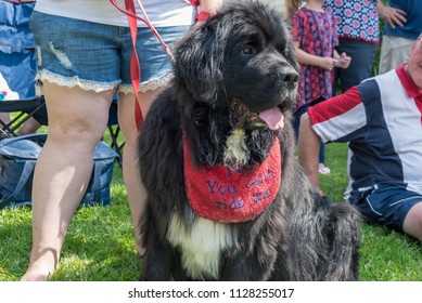 Newfie At The Fourth Of July Parade Wearing Drool Bib That Says 