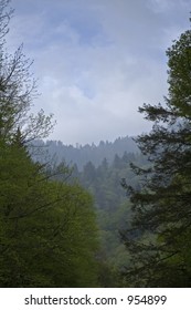 Newfound Gap Road, Springtime, Great Smoky Mtns Nat. Park, TN