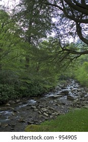 Newfound Gap Road, Springtime, Great Smoky Mtns Nat. Park, TN