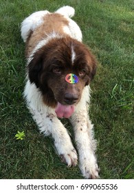 Newfoundland