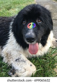 Newfoundland