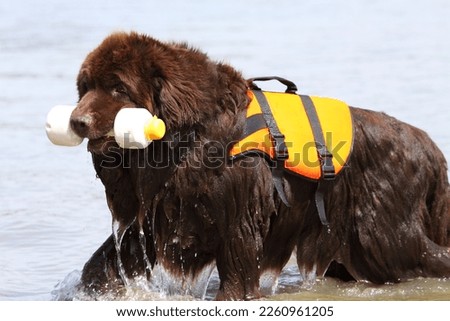 Newfoundland dog apporting toy in water