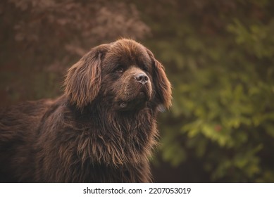 Newfoundland Dog. A Beautiful Majestic Dog Looks Like A Bear.