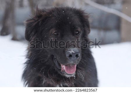 Newfoundland dog close up photo on white snow background