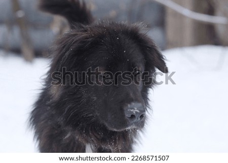Newfoundland dog close up photo on white snow background